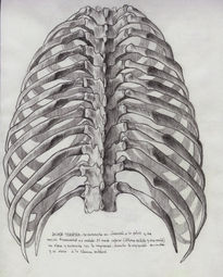 Anatomia