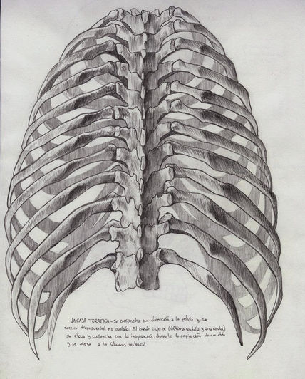 Anatomia