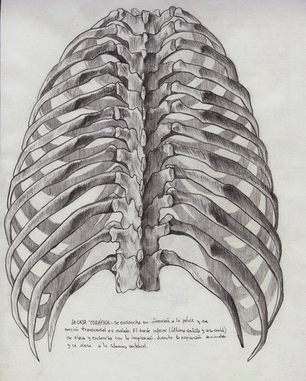 anatomia 