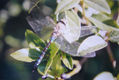 LIBELULA 2
