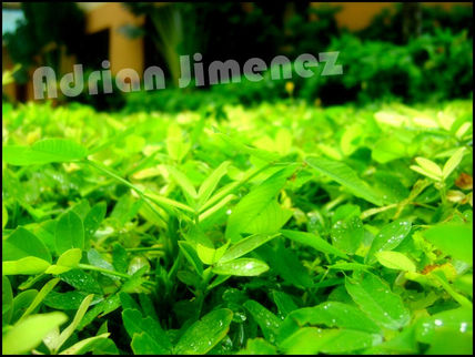 Mundo Verde