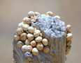 Caracoles...
