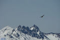 Volando por la cumbres de los Andes