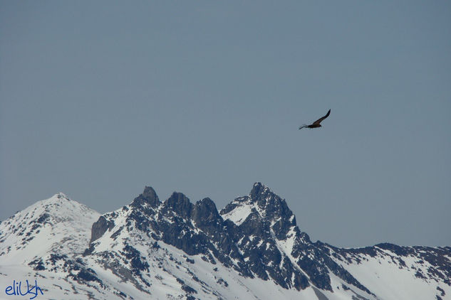 Volando por la cumbres de los Andes Naturaleza Color (Digital)