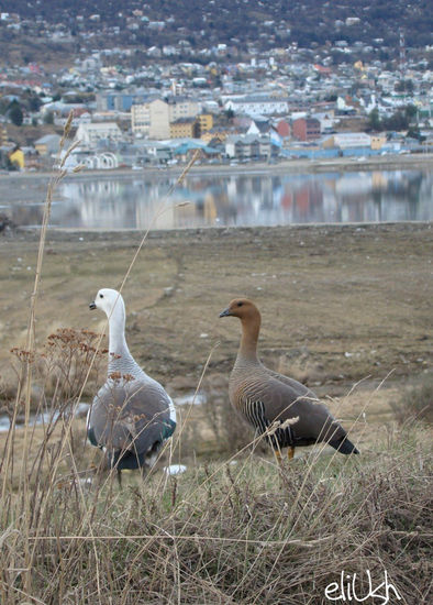 Juntos es Mejor Nature Color (Digital)