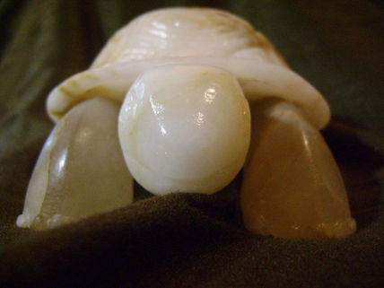 Tortuga.