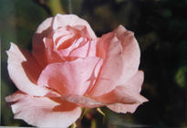 Rosa del tatata