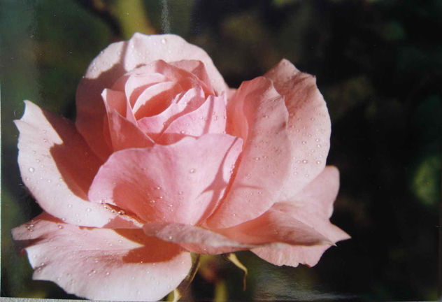 ROSA DEL TATATA