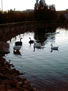 En el lago