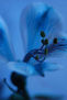 Sueños en azul