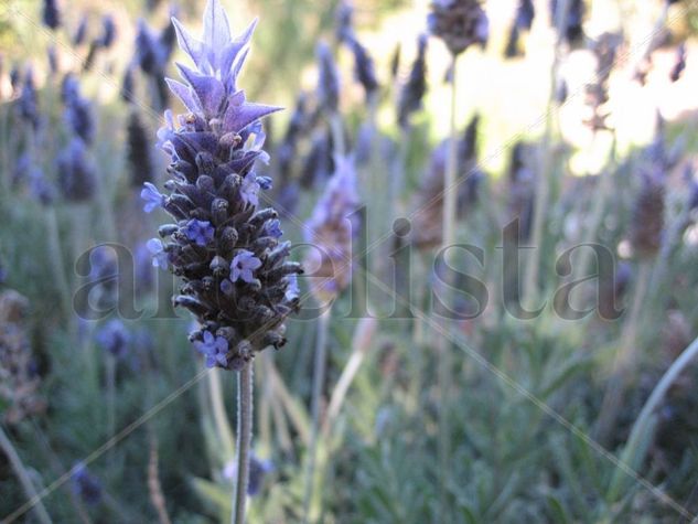 Lavanda Nature Color (Digital)