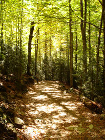 Camino al arroyo