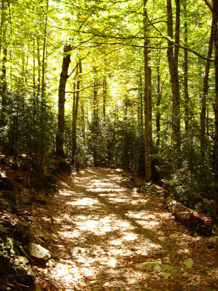 Camino al arroyo