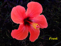 Flor de la Riviera...