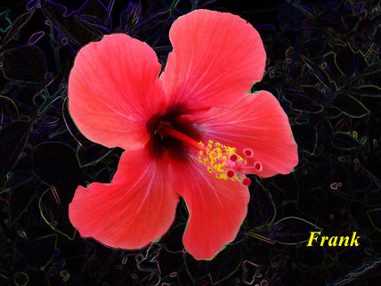 Flor de la Riviera...