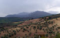 Montañas y olivos