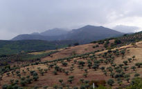 Montañas y olivos