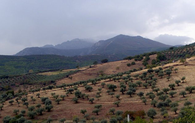 Montañas y olivos 