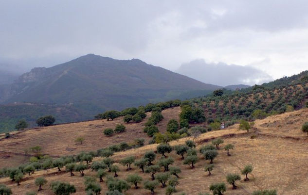 Montañas y olivos II 