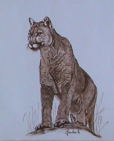 puma