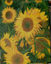 girasoles