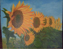 Campo de girasoles