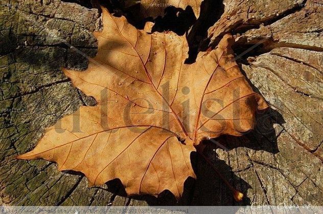 Otoño
