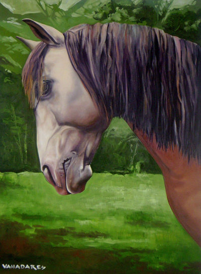 Caballo Lusitano de raza easpañola Oil Canvas Animals