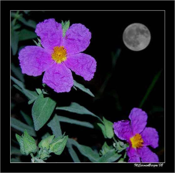 Las Jaras y la Luna Nature Color (Digital)