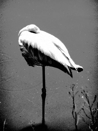 Sueño Nature Black and White (Digital)