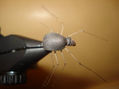 araña de foam