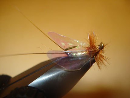Ephemera invertida