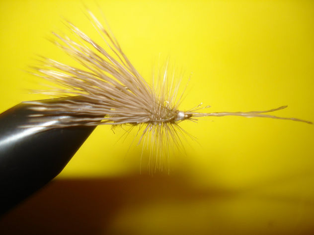 tricoptero invertido dun