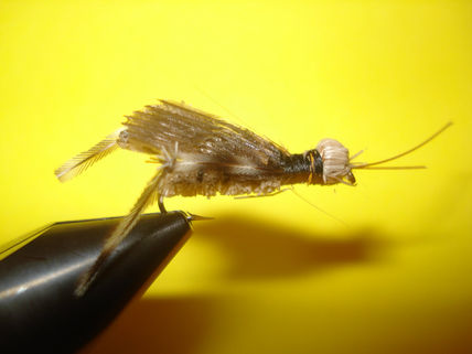 Saltamontes 2