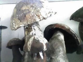 mulata