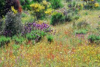 Flores en primavera