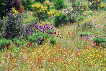 Flores en primavera