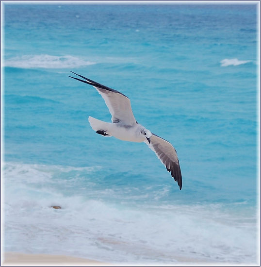 Gaviota en busca 