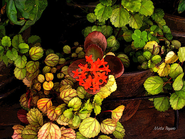 Floral 13 Naturaleza Color (Digital)