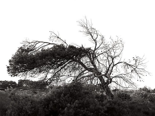 Arbol X Nature Black and White (Digital)