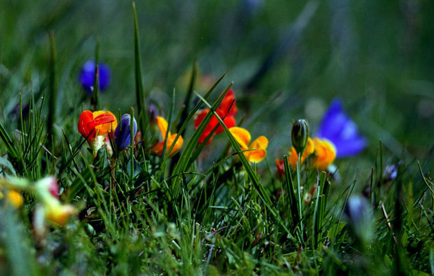 flores del campo Nature Color (Manual)