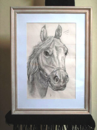 caballo arabe Charcoal