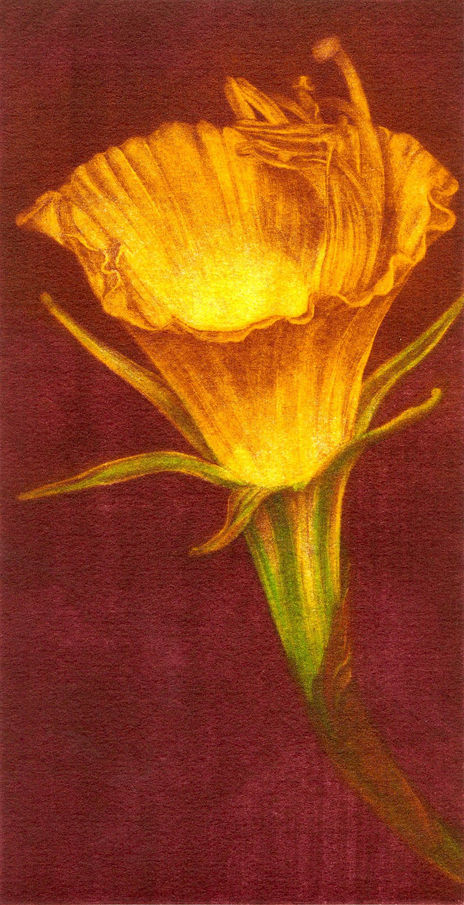 Narciso