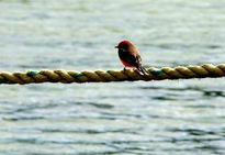 Vuelo al aire