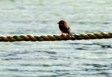 vuelo al aire