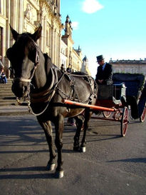 Caballos de honor