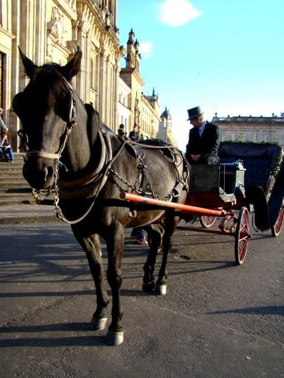 Caballos de honor 