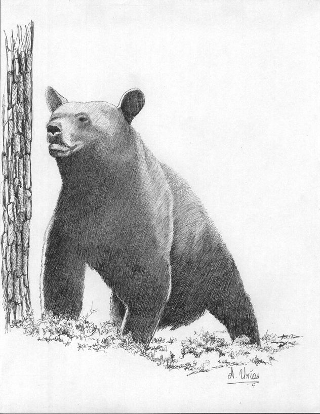 oso