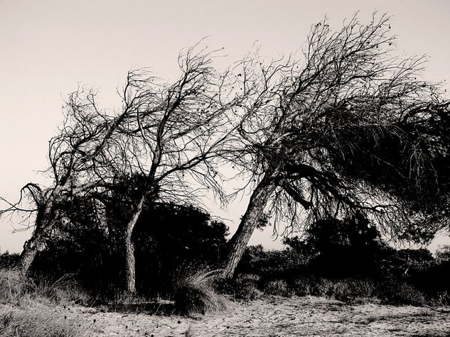 Arbol I Nature Black and White (Digital)