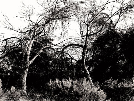 Arbol III